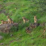 Tourist attractions in Gir National Park