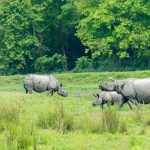 Tourist Places to visit- Wildlife Sanctuaries of Assam