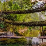 Tourist attractions- Living root bridges