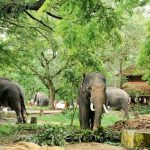 Punnathur Kotta Elephant -Tourist Places to Visit