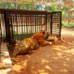 Thrissur Zoo and State Museum: Tourist Places to Visit