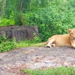 Neyyar Dam and Wildlife Sanctuary-Tourist Places to Visit