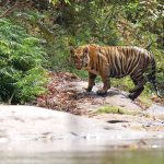 Tourist places to Visit-Parambikulam Wildlife Sanctuary