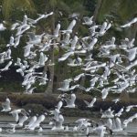 Tourist places to Visit – Kadalundi bird sanctury
